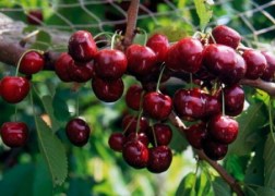 Prunus avium Bigarreau Burlat / Bigarreau Burlat cseresznye